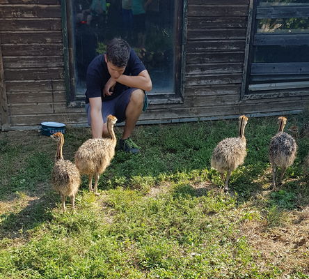 Florian Wimmer bei Strauß-Jungtierpflege in Oggau am Neusiedler See