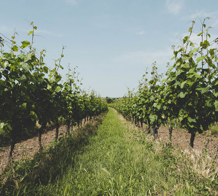 Weingarten von Weingut und Straussenfarm Wimmer in Oggau